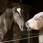 Wichrowe Wzgorze Janowa Gora, Czarna Gora, Sienna * Stronie Śląskie