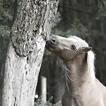 ファームステイ Wichrowe Wzgorze Janowa Gora, Czarna Gora, Sienna Stronie Śląskie