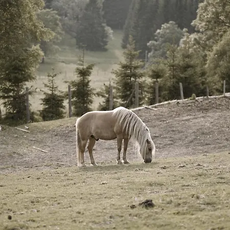 Feriegård Wichrowe Wzgorze Janowa Gora, Czarna Gora, Sienna Stronie Śląskie