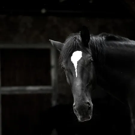 Wichrowe Wzgorze Stronie Śląskie
