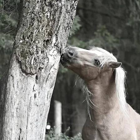 Feriegård Wichrowe Wzgorze Janowa Gora, Czarna Gora, Sienna Stronie Śląskie