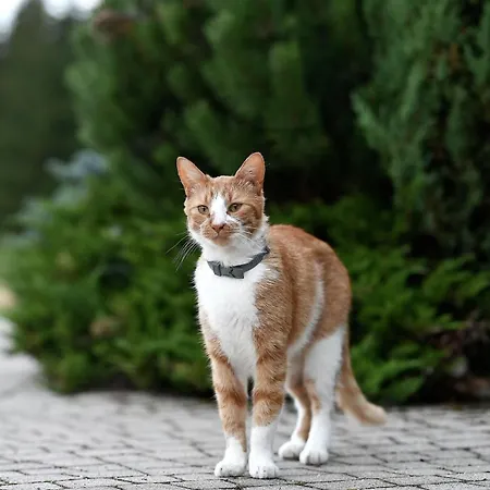 Wichrowe Wzgorze Farma *