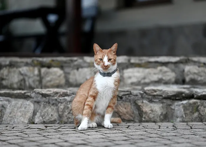 Alloggio per agriturismo Wichrowe Wzgorze Janowa Gora, Czarna Gora, Sienna Stronie Śląskie