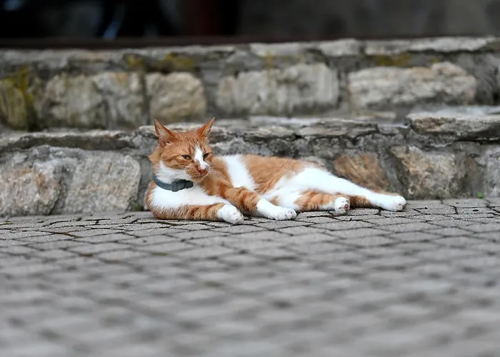 Wichrowe Wzgorze Janowa Gora, Czarna Gora, Sienna Farm stay Stronie Slaskie