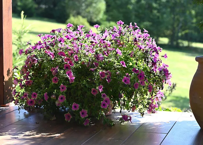 Wichrowe Wzgorze Janowa Gora, Czarna Gora, Sienna *