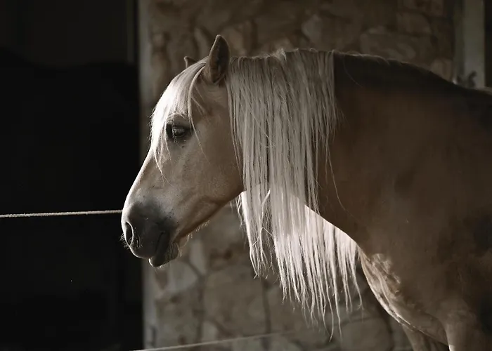 Wichrowe Wzgorze Janowa Gora, Czarna Gora, Sienna