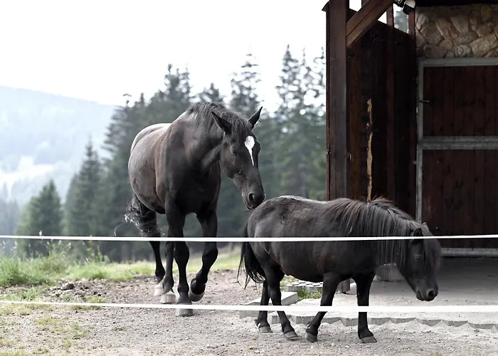 Farm stay Wichrowe Wzgorze Janowa Gora, Czarna Gora, Sienna