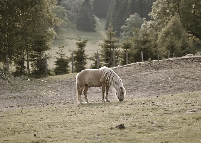 Alloggio per agriturismo Wichrowe Wzgorze Janowa Gora, Czarna Gora, Sienna Stronie Śląskie