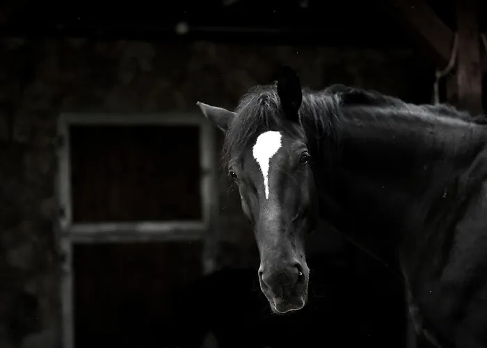Wichrowe Wzgorze Janowa Gora, Czarna Gora, Sienna Stronie Śląskie