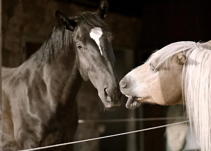 Wichrowe Wzgorze Janowa Gora, Czarna Gora, Sienna * Stronie Śląskie