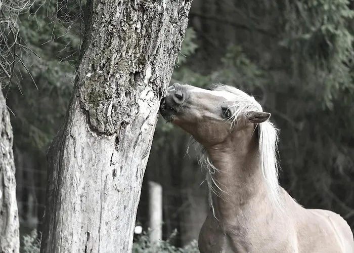 Alloggio per agriturismo Wichrowe Wzgorze Janowa Gora, Czarna Gora, Sienna Stronie Śląskie