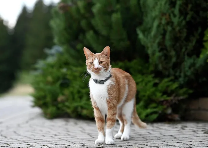 Wichrowe Wzgorze Janowa Gora, Czarna Gora, Sienna Farm stay *